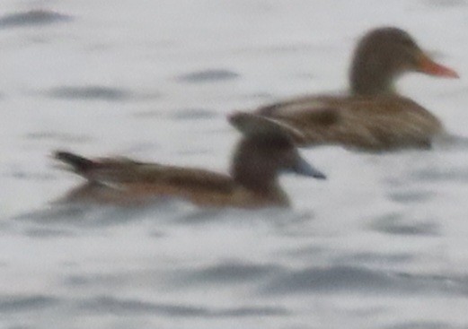 American Wigeon - ML612936987