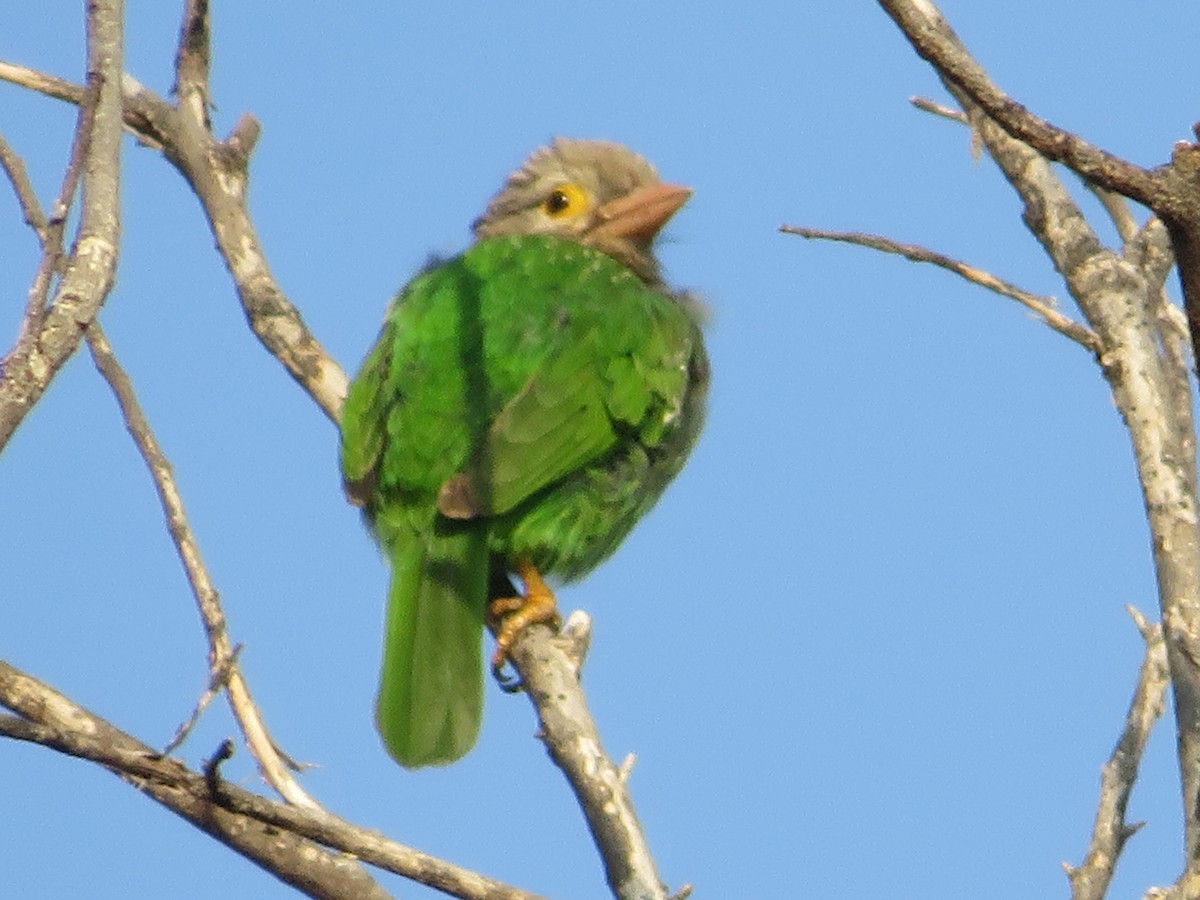 Brown-headed Barbet - ML612936991