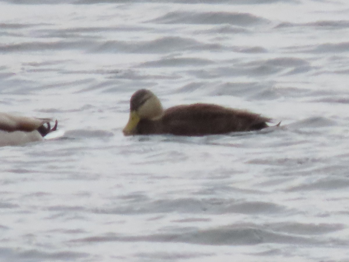 American Black Duck - ML612937002