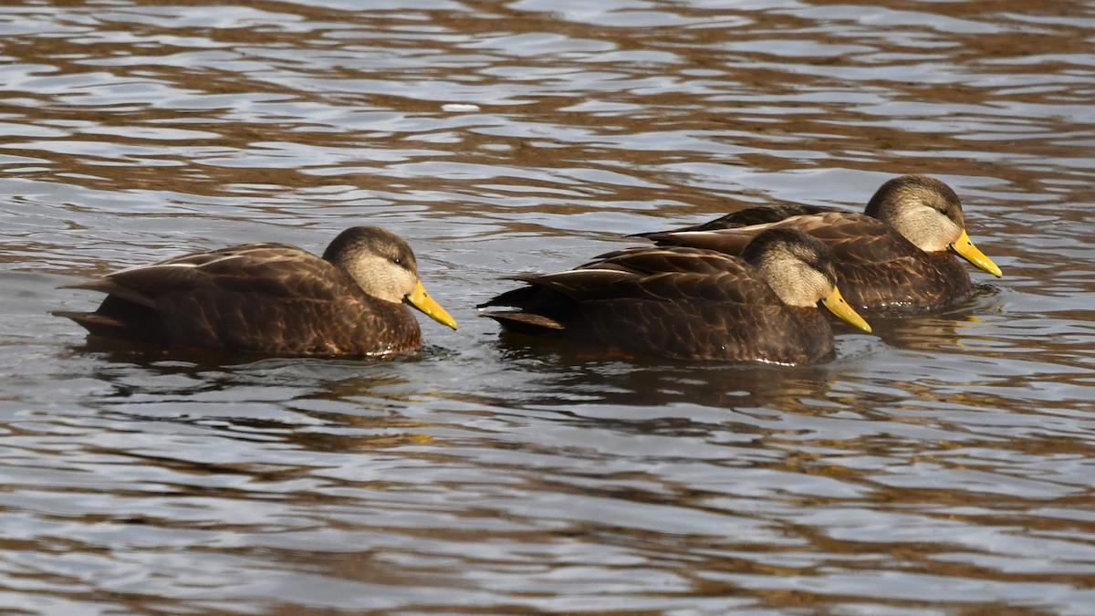 American Black Duck - Bob Baker