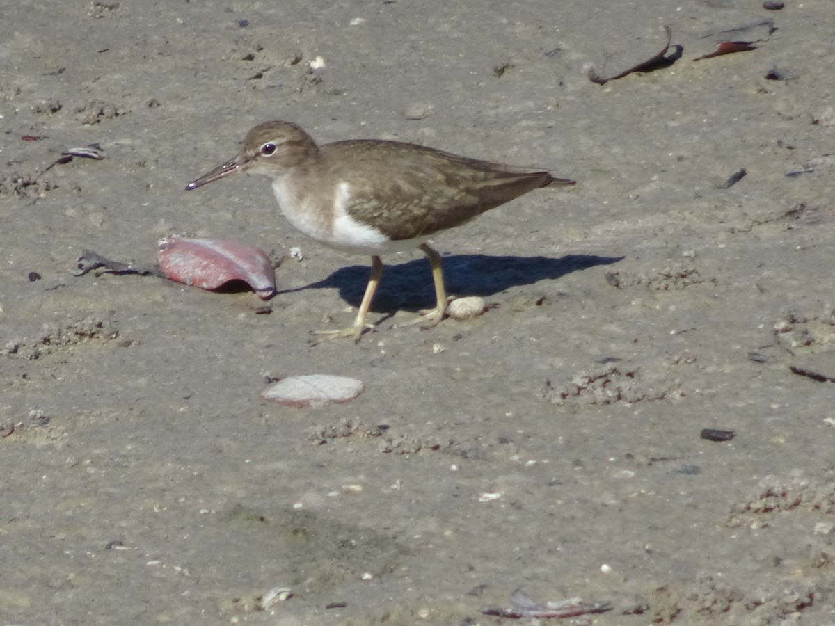 Spotted Sandpiper - ML612937069