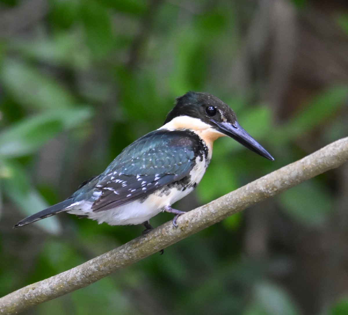 Martin-pêcheur d'Amazonie - ML612937121