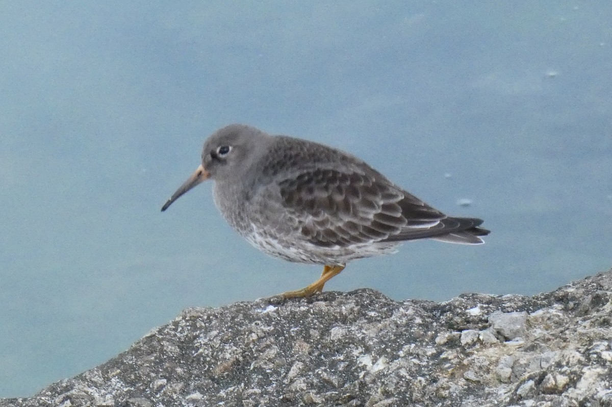 Purple Sandpiper - Domingos Leitão