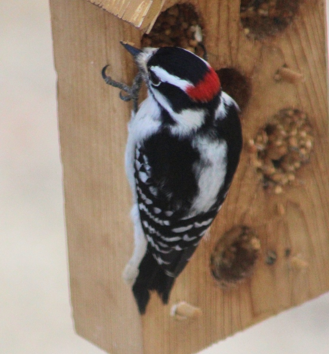 Downy Woodpecker - ML612937238