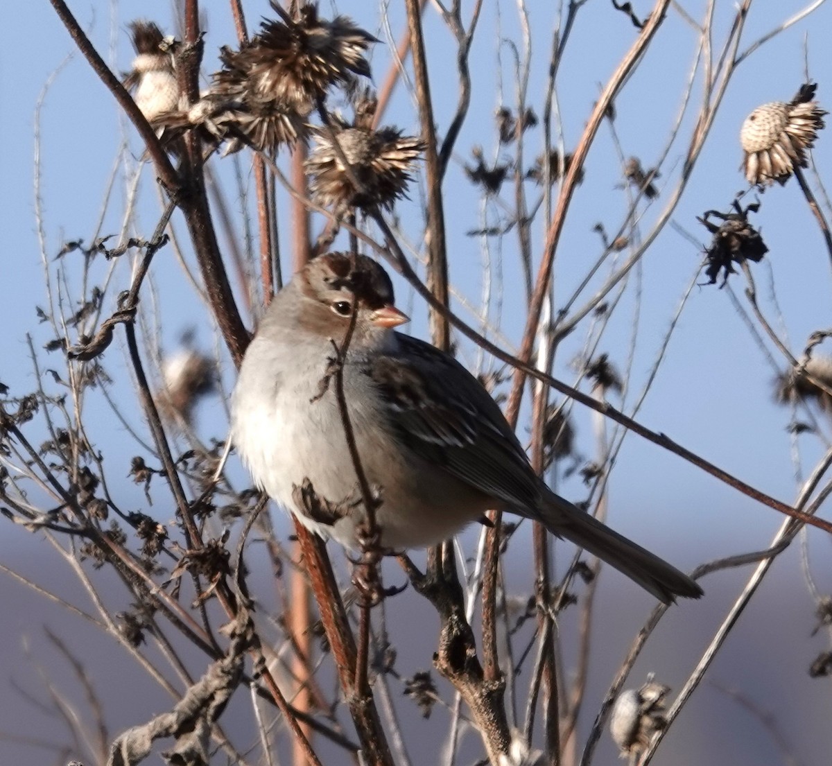 White-crowned Sparrow - Mark Robbins