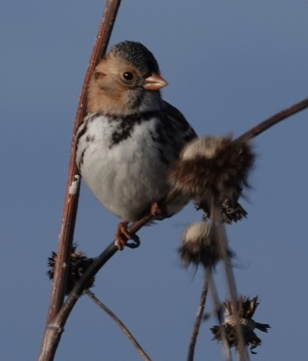 Harris's Sparrow - Mark Robbins