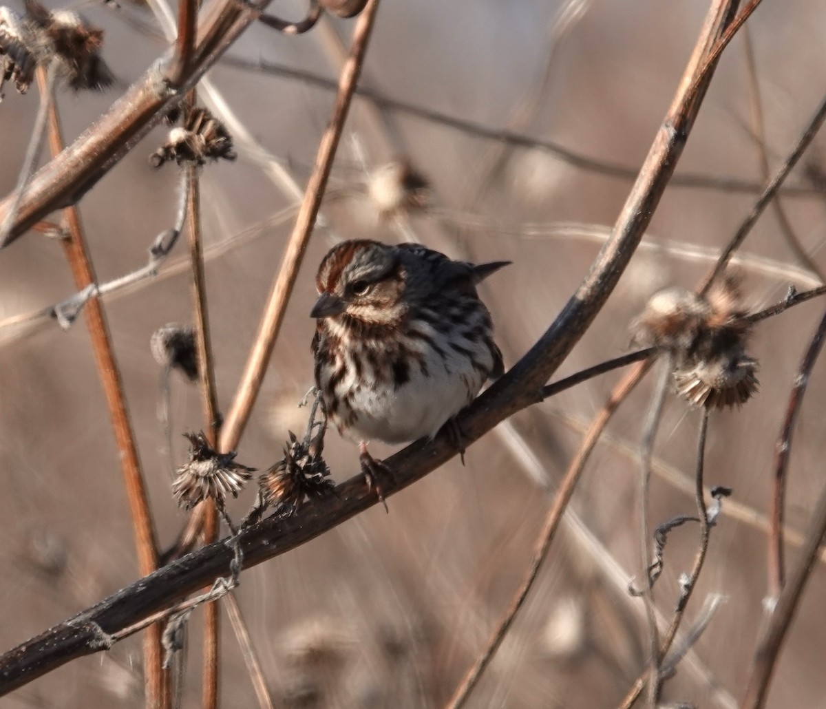 Song Sparrow - ML612937269