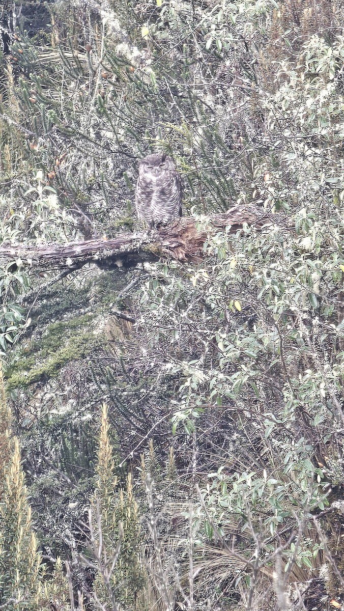 Great Horned Owl - ML612937320