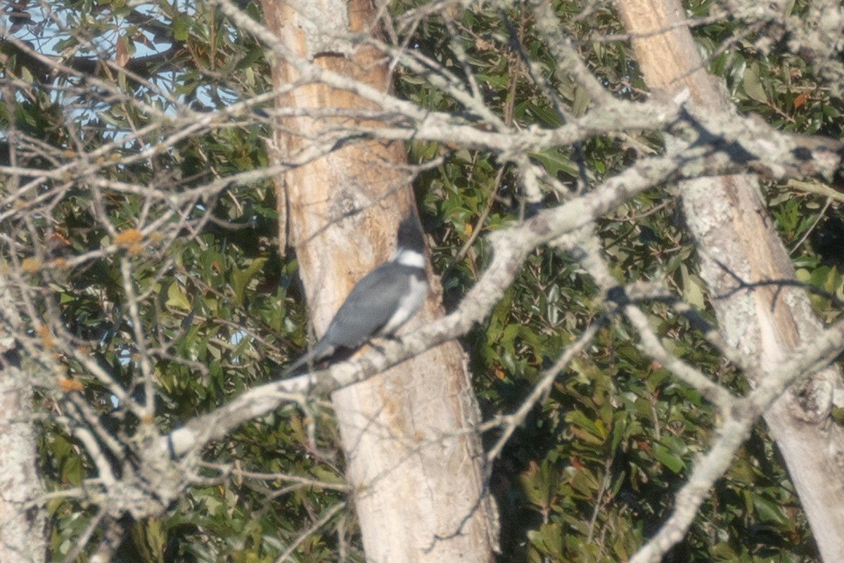 Belted Kingfisher - ML612937563