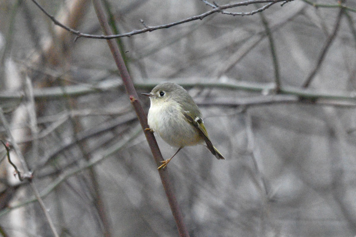 Ruby-crowned Kinglet - Devin Johnstone