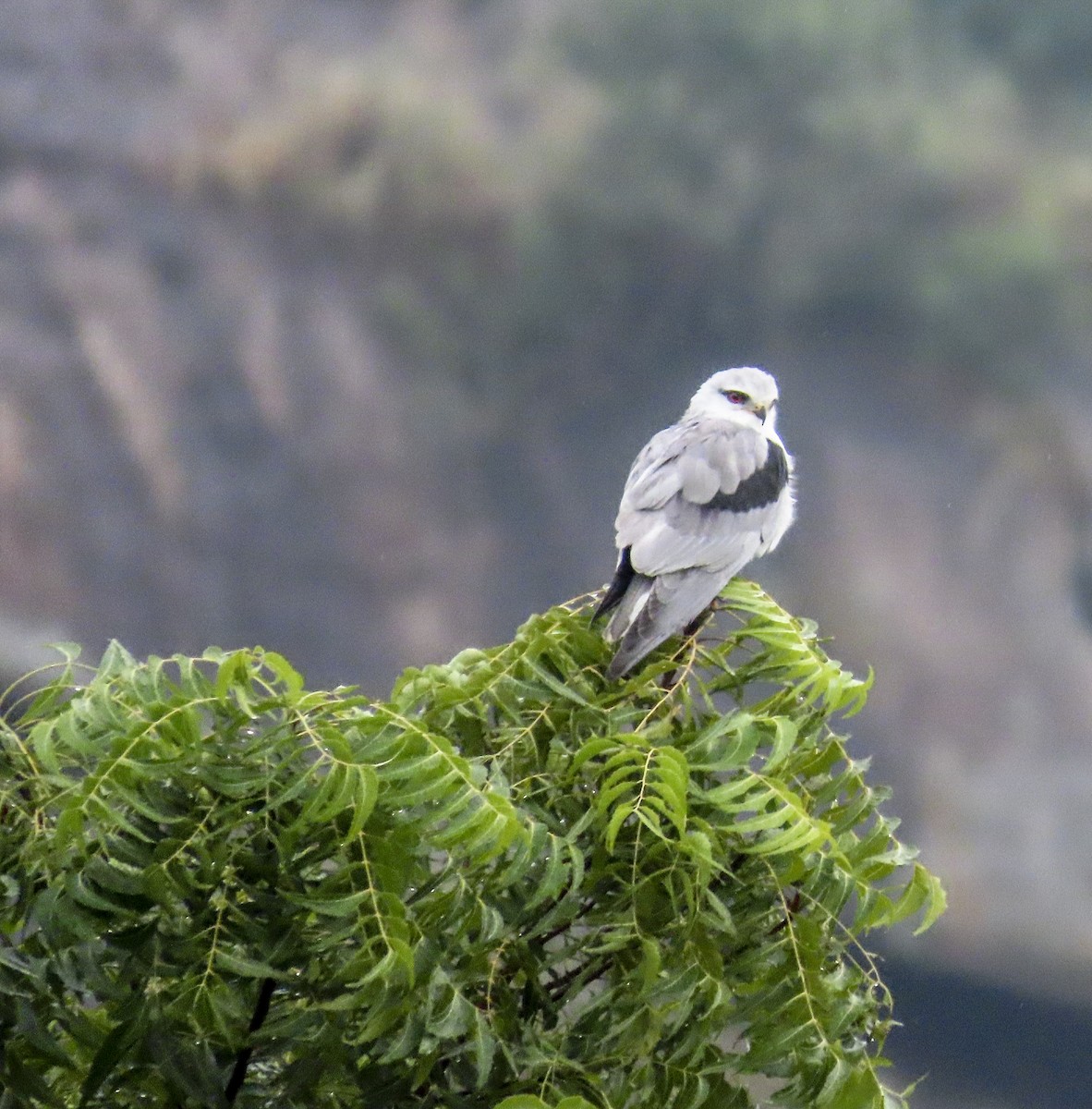 Black-winged Kite - ML612937610