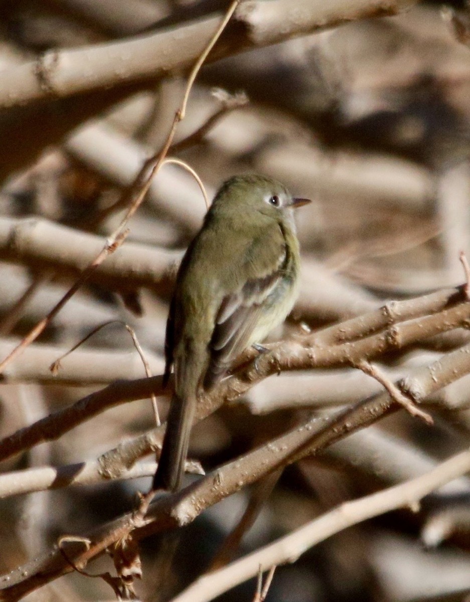 Hammond's Flycatcher - Russell Kokx