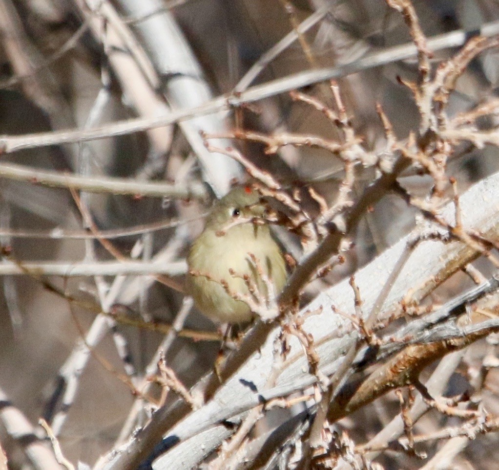 Hammond's Flycatcher - ML612937618