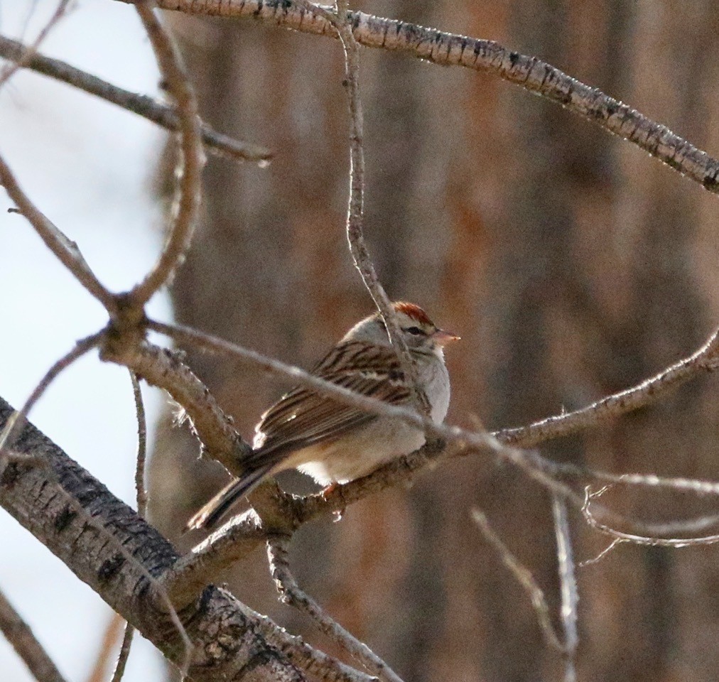 Chipping Sparrow - Russell Kokx