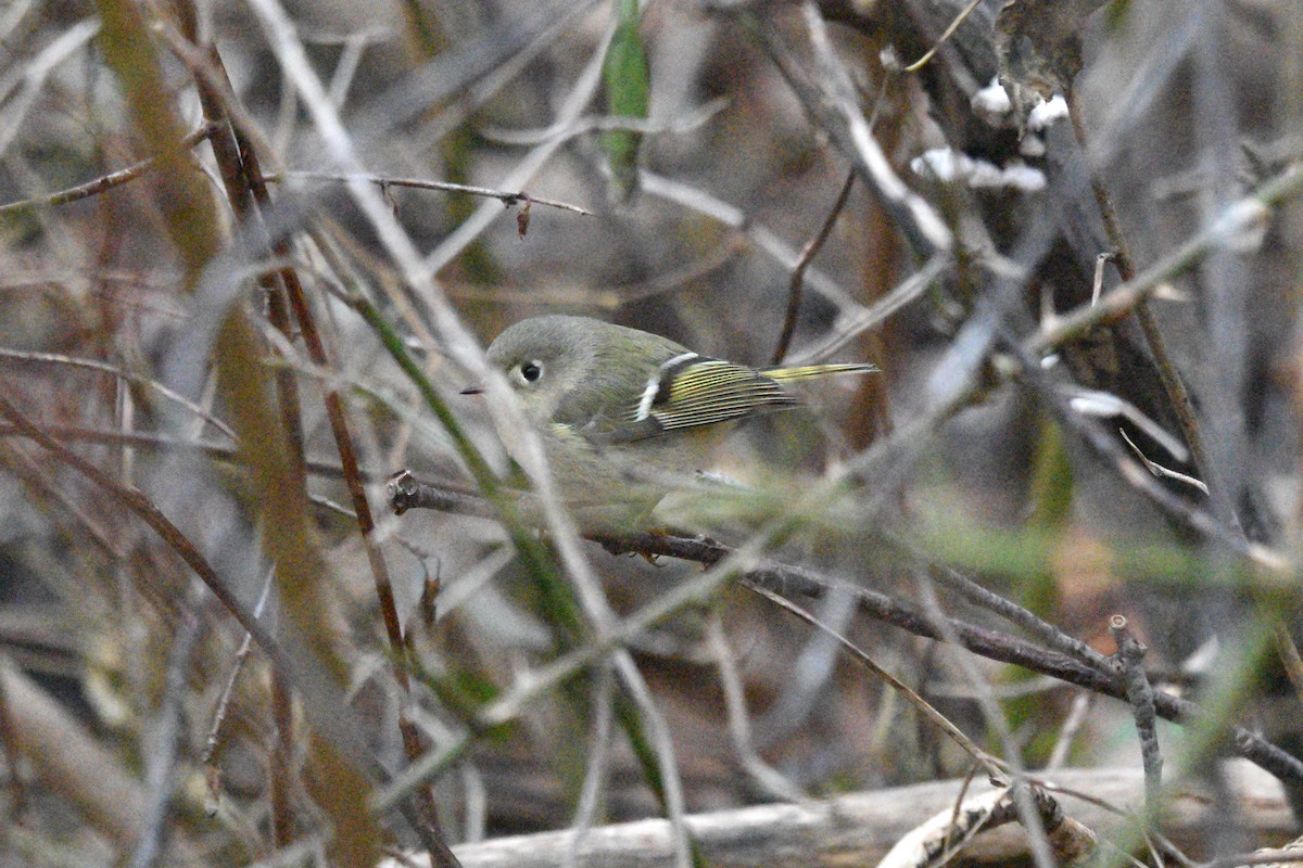 Ruby-crowned Kinglet - Devin Johnstone