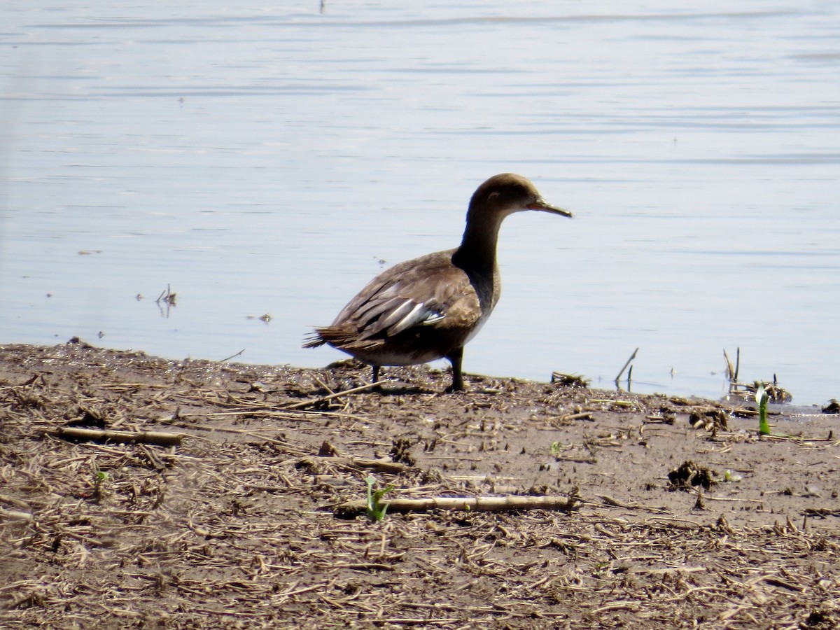 Hooded Merganser - ML612937704