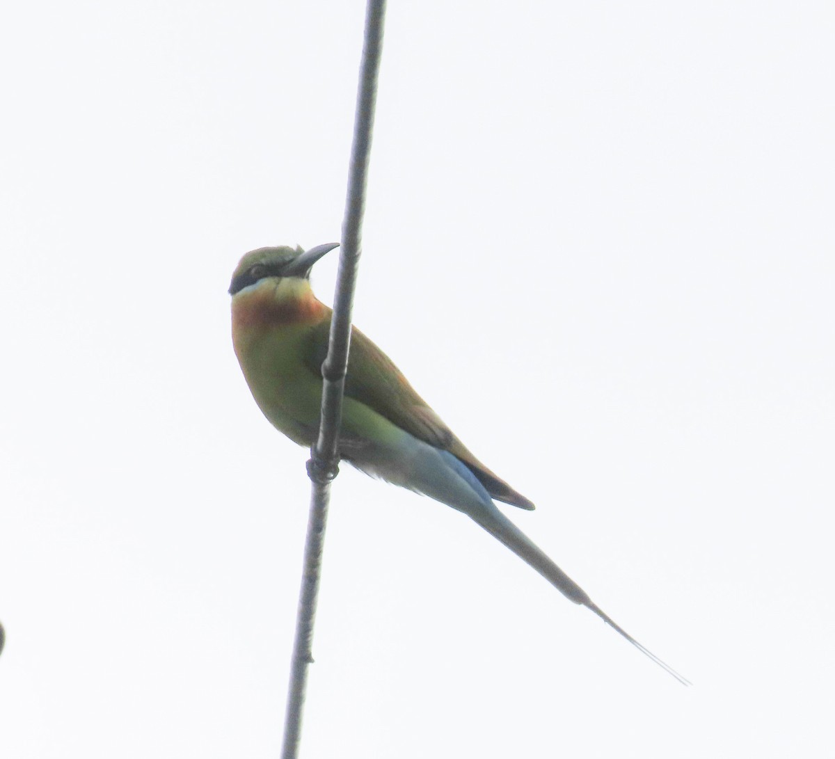 Blue-tailed Bee-eater - ML612937711