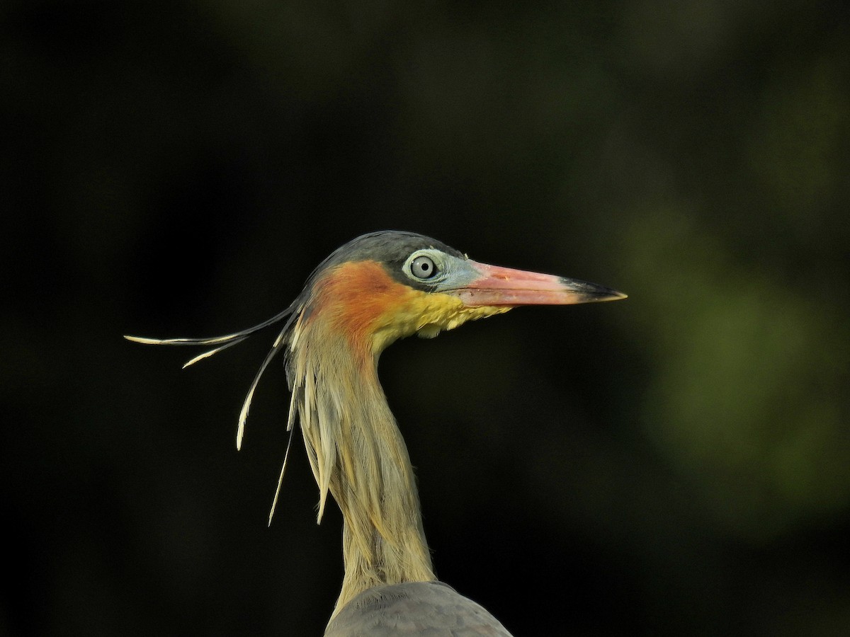 Whistling Heron - Tania Aguirre