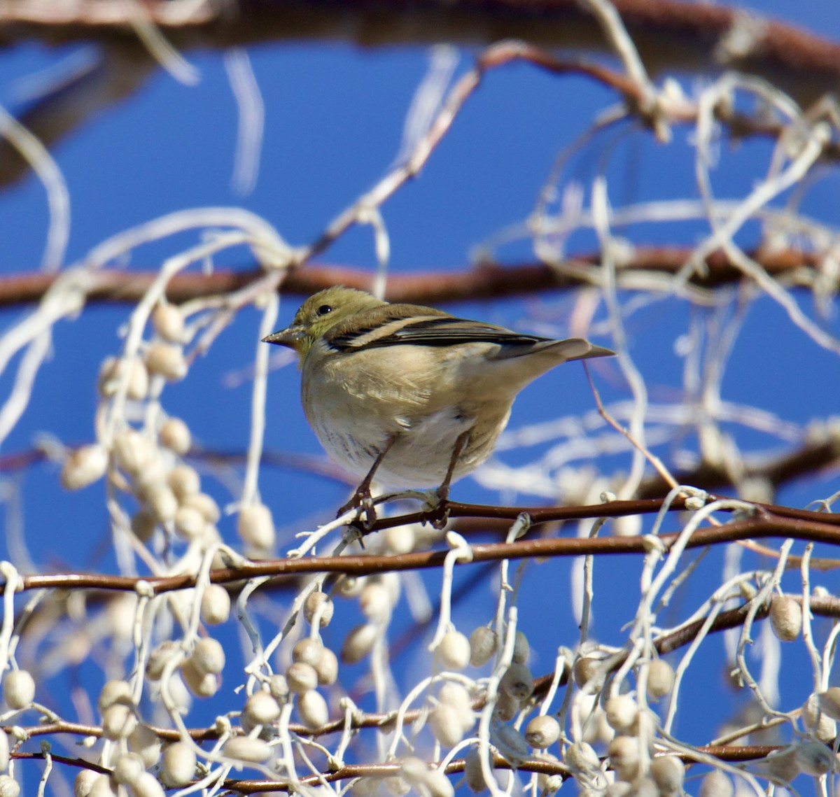 American Goldfinch - ML612937743