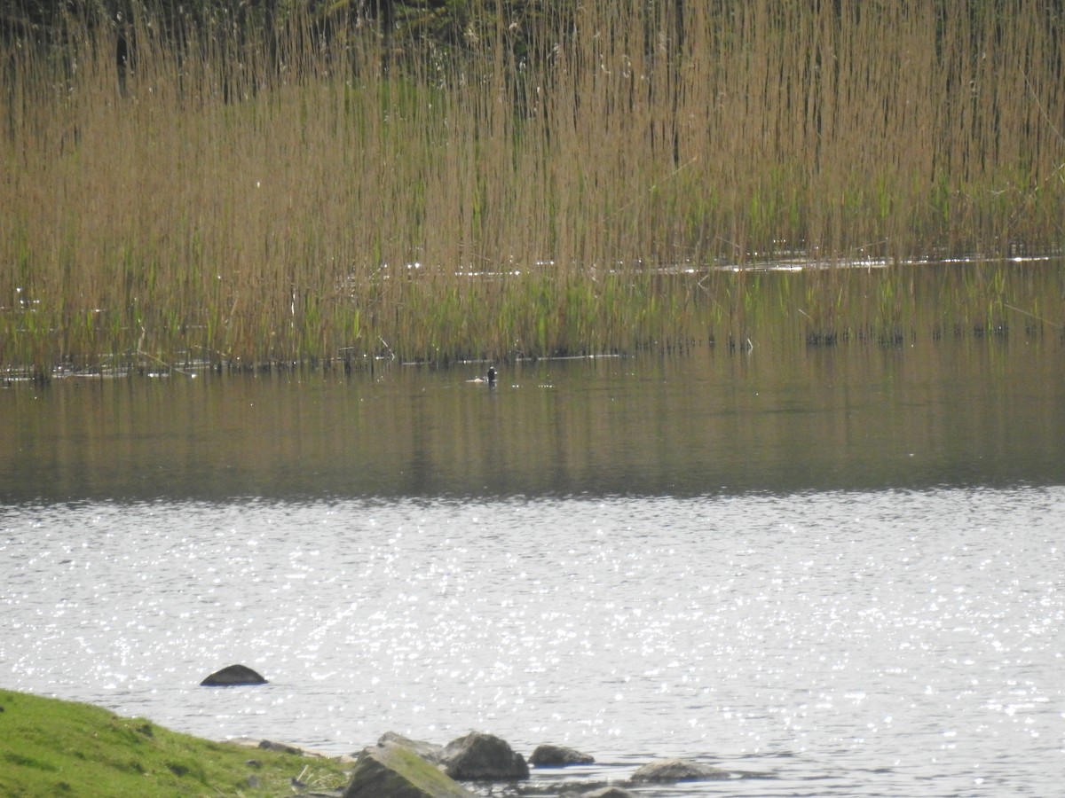 Hooded Merganser - ML612937904