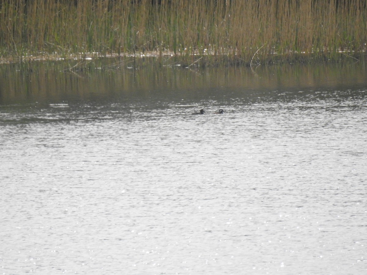 Hooded Merganser - ML612937905