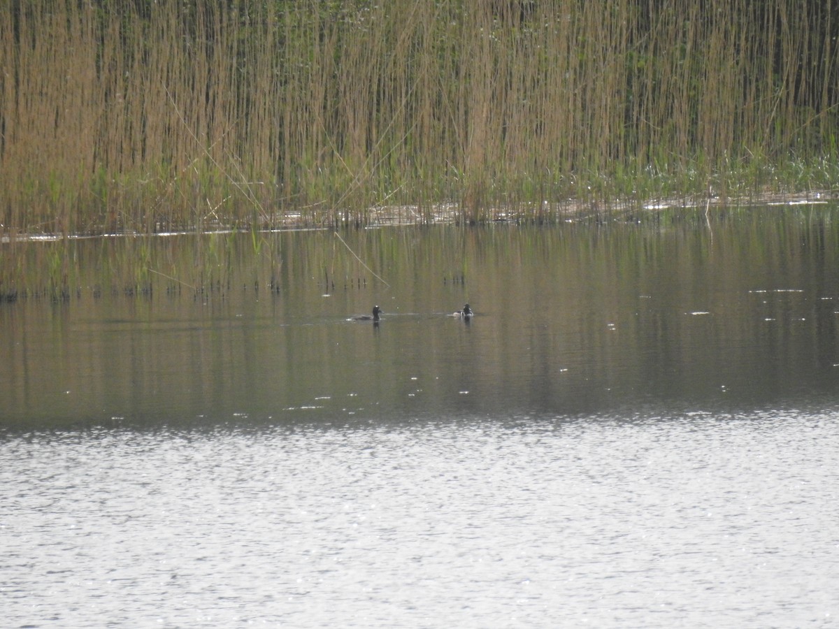 Hooded Merganser - ML612937906