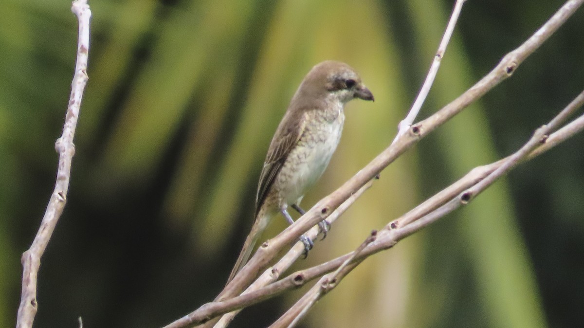 Brown Shrike - ML612937952