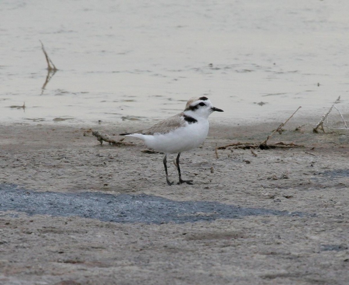 Snowy Plover - ML612938005