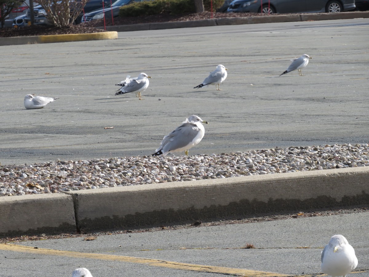 Ring-billed Gull - ML612938044