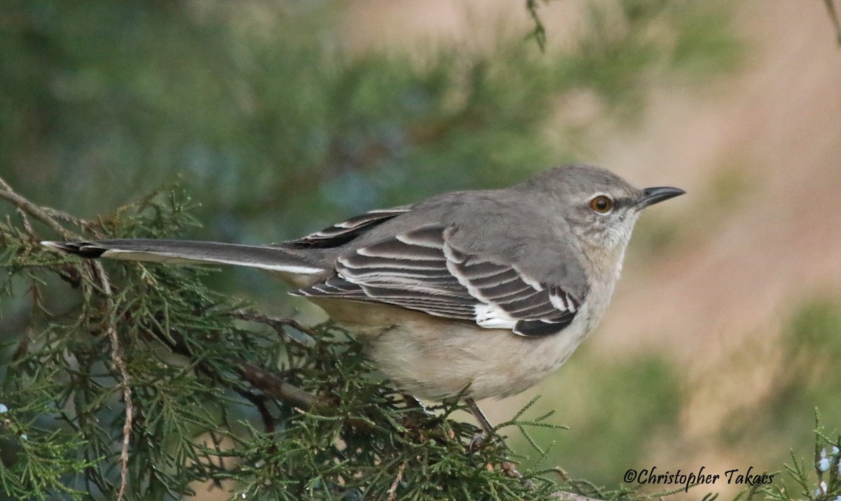 Northern Mockingbird - Christopher Takacs