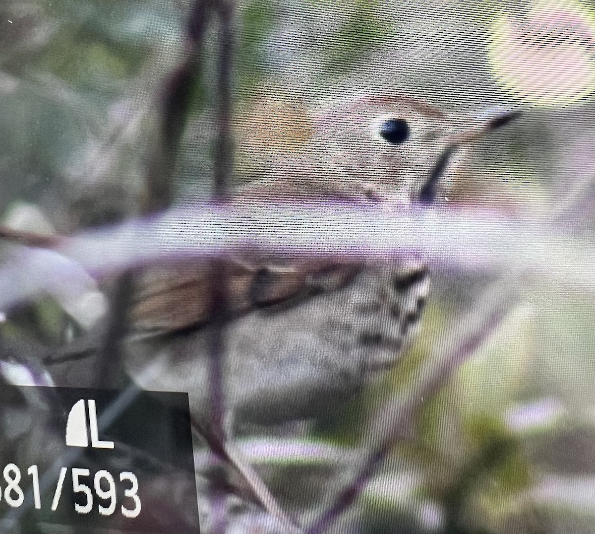 Hermit Thrush - ML612938195