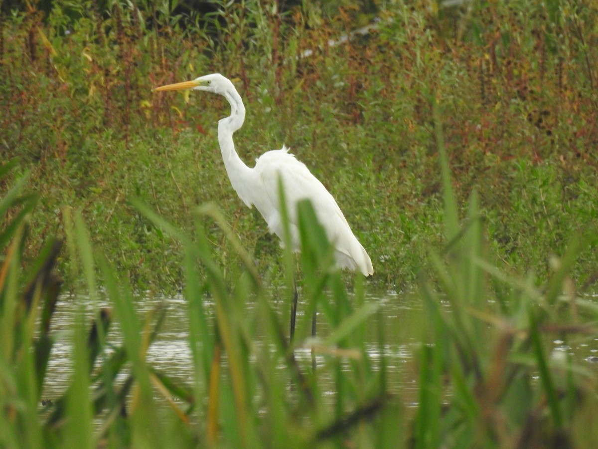Great Egret - ML612938255