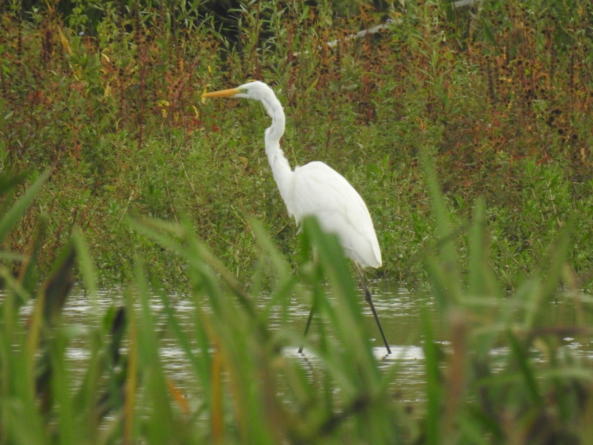 Great Egret - ML612938256
