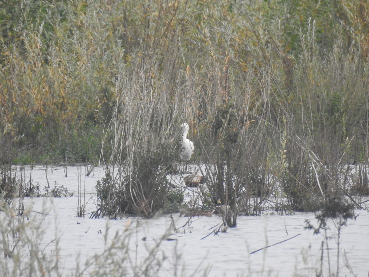 Eurasian Spoonbill - ML612938262