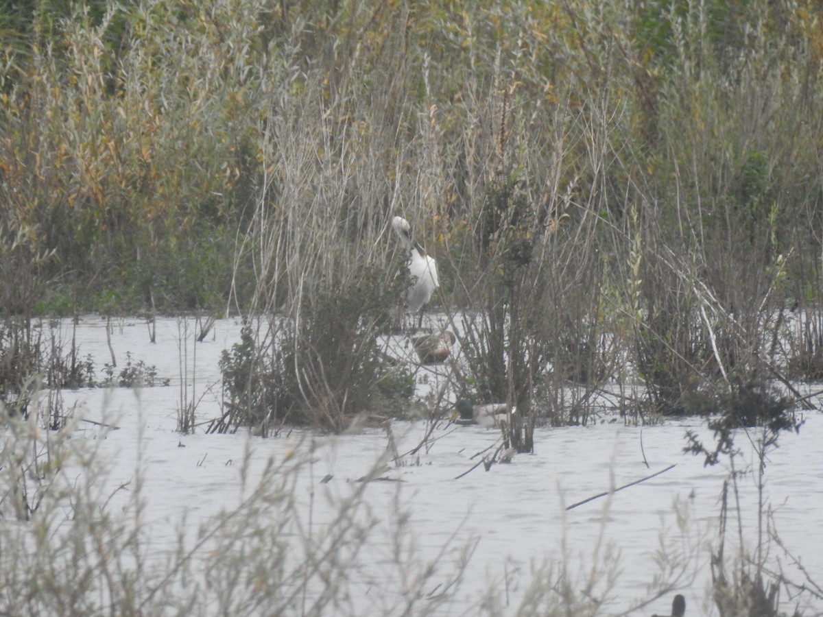 Eurasian Spoonbill - ML612938263