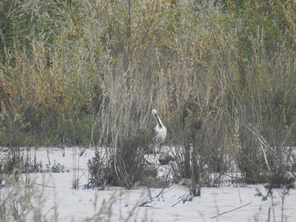 Eurasian Spoonbill - ML612938264