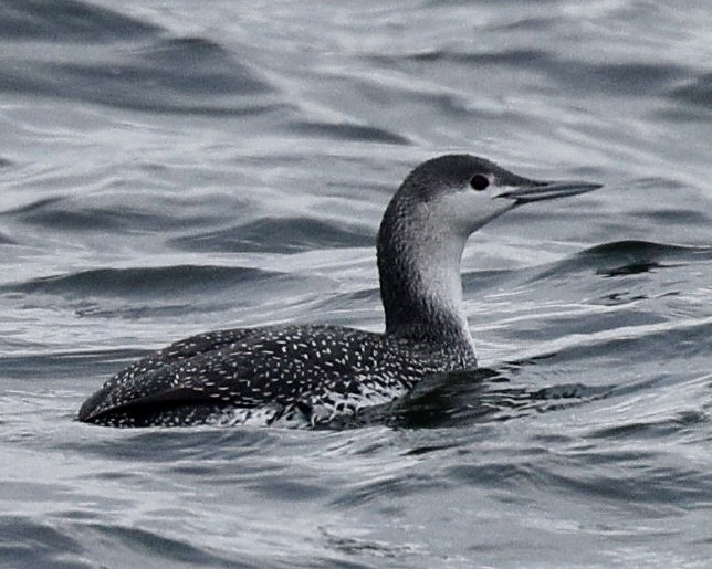 Red-throated Loon - ML612938281