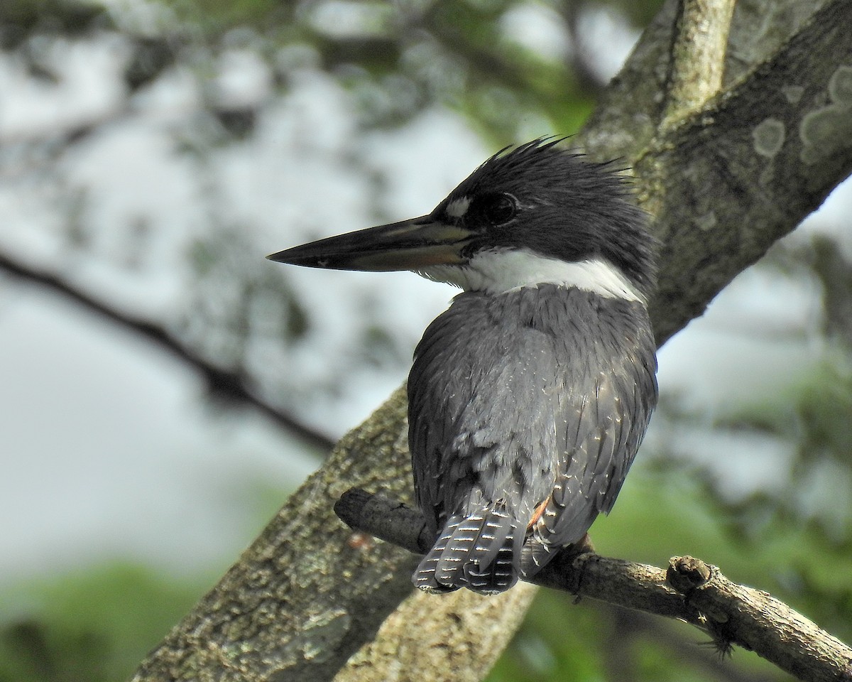 Ringed Kingfisher - ML612938293