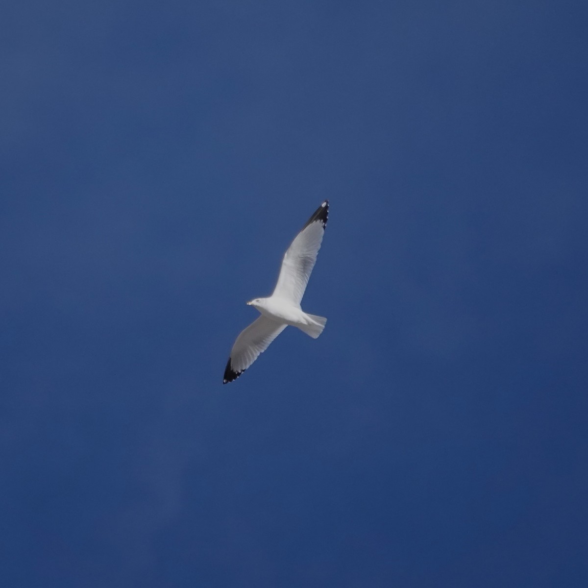 Ring-billed Gull - ML612938294