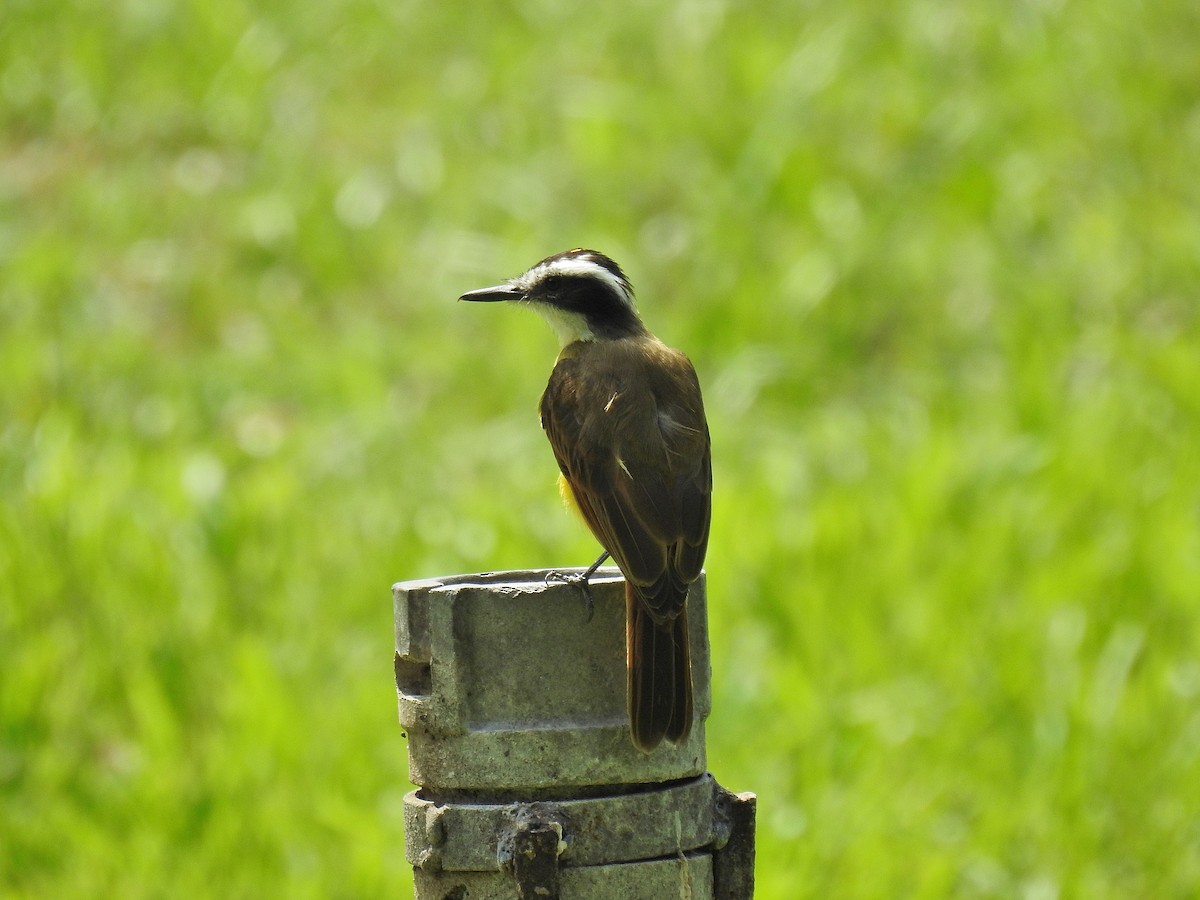 Lesser Kiskadee - ML612938314