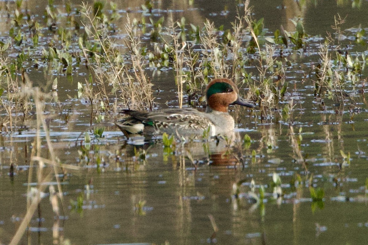 Green-winged Teal - Benjamin Dillard