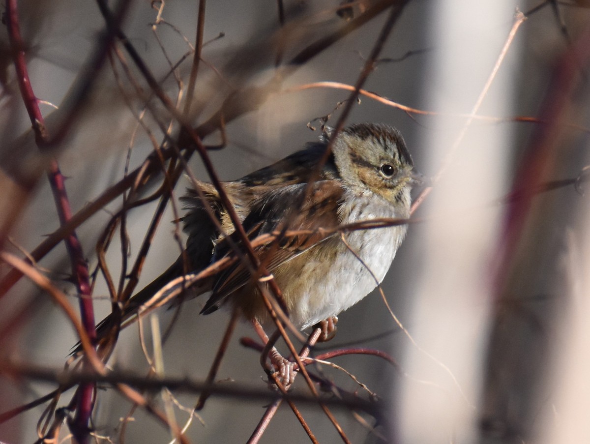 Swamp Sparrow - ML612938336