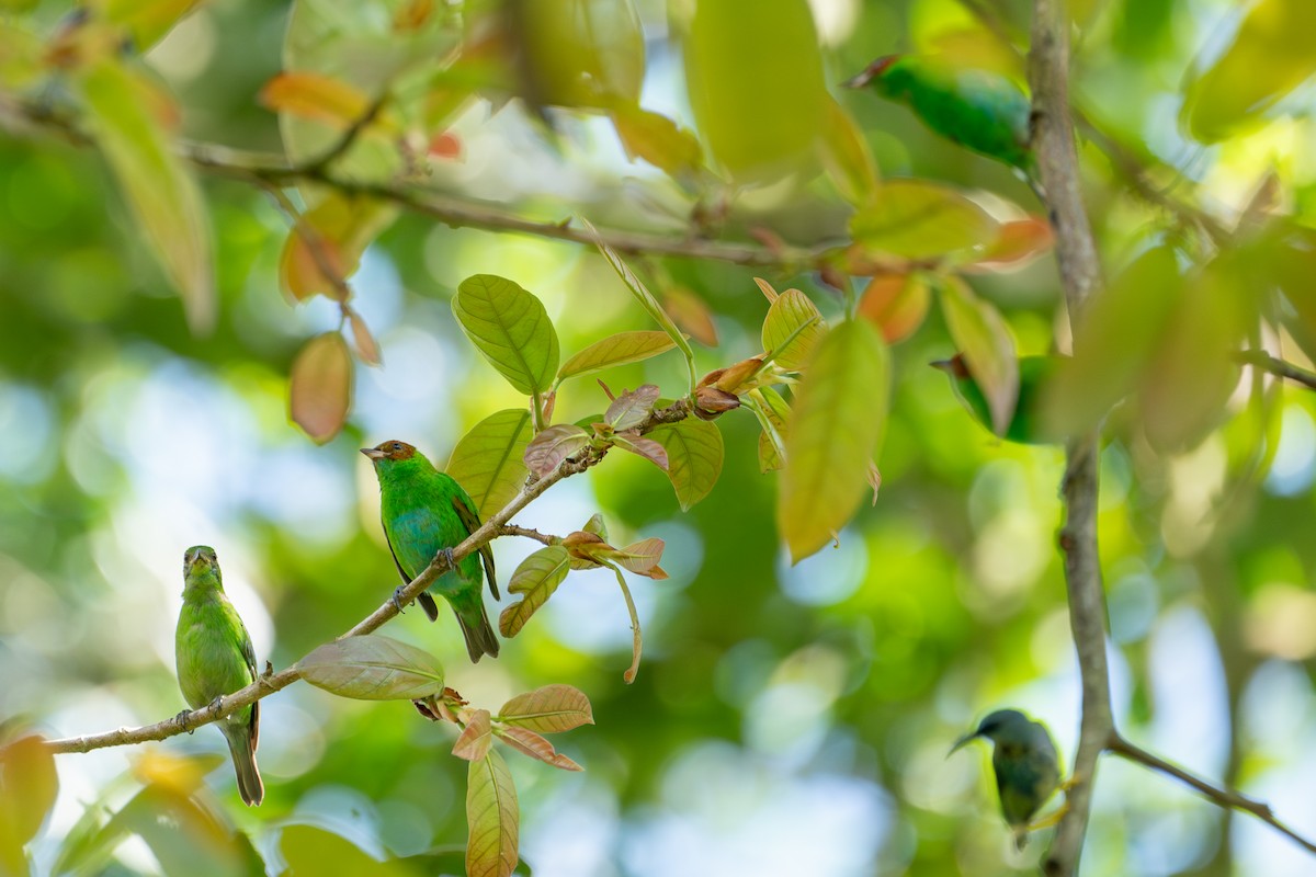 Rufous-winged Tanager - Alex Merritt