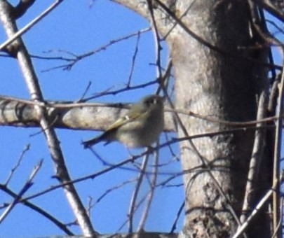 rubinfuglekonge - ML612938360