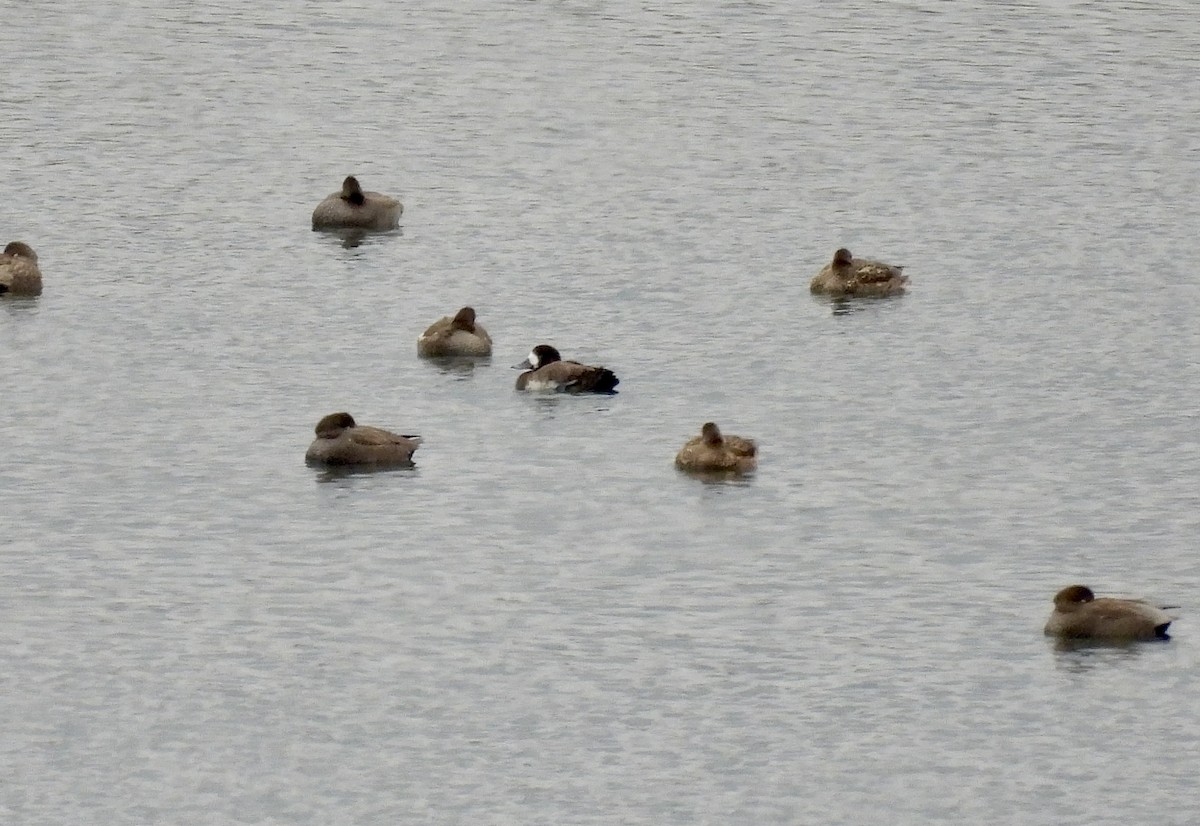 Greater Scaup - ML612938363