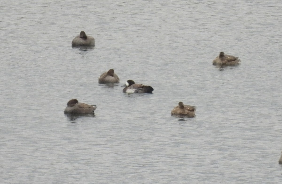 Greater Scaup - ML612938364