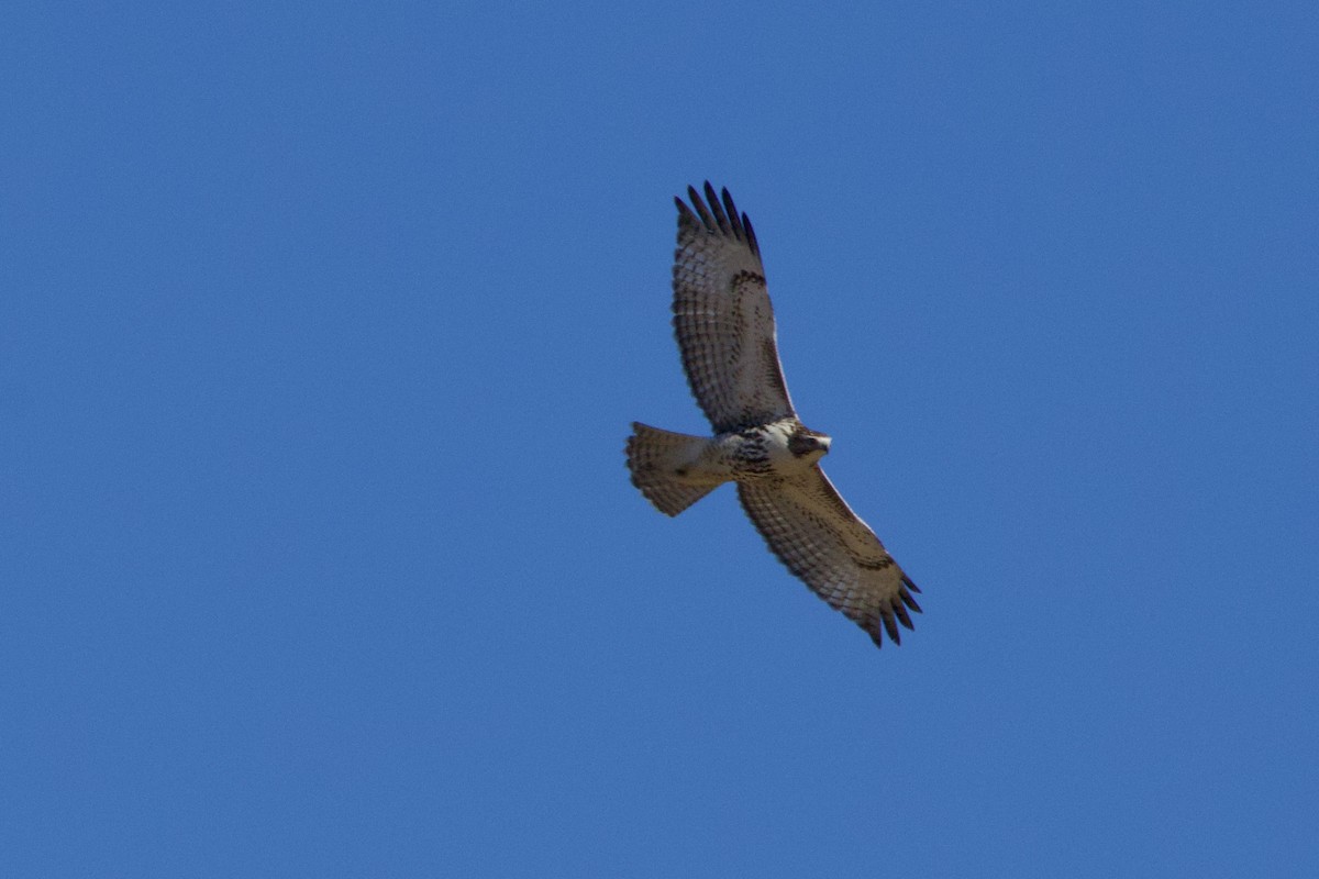 Red-tailed Hawk (borealis) - ML612938426