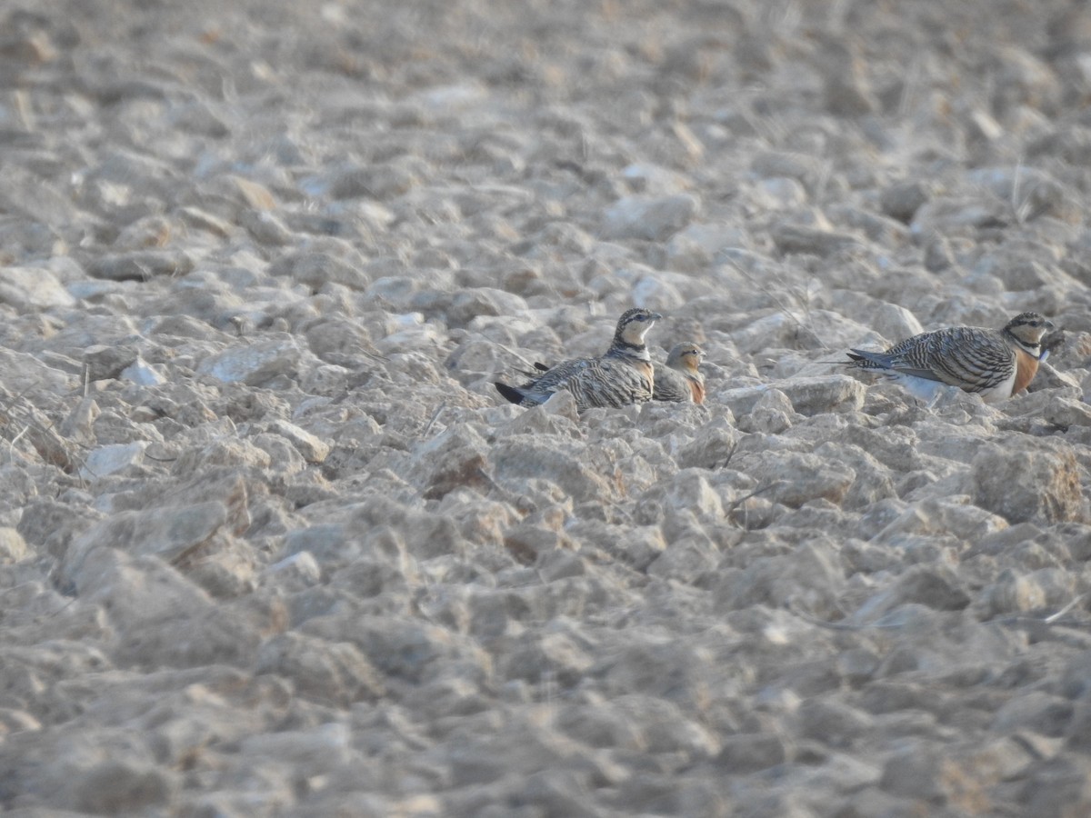 Pin-tailed Sandgrouse - ML612938579