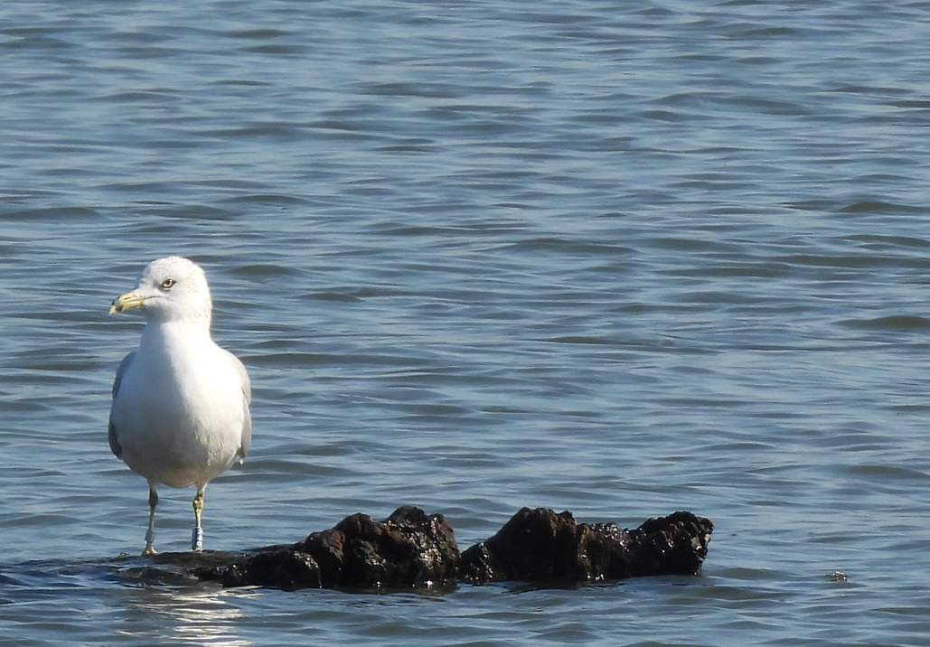 Ring-billed Gull - ML612938645