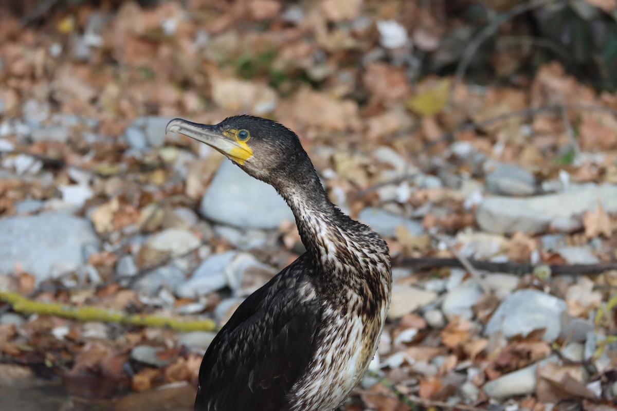 Great Cormorant - Daniel Barcelo